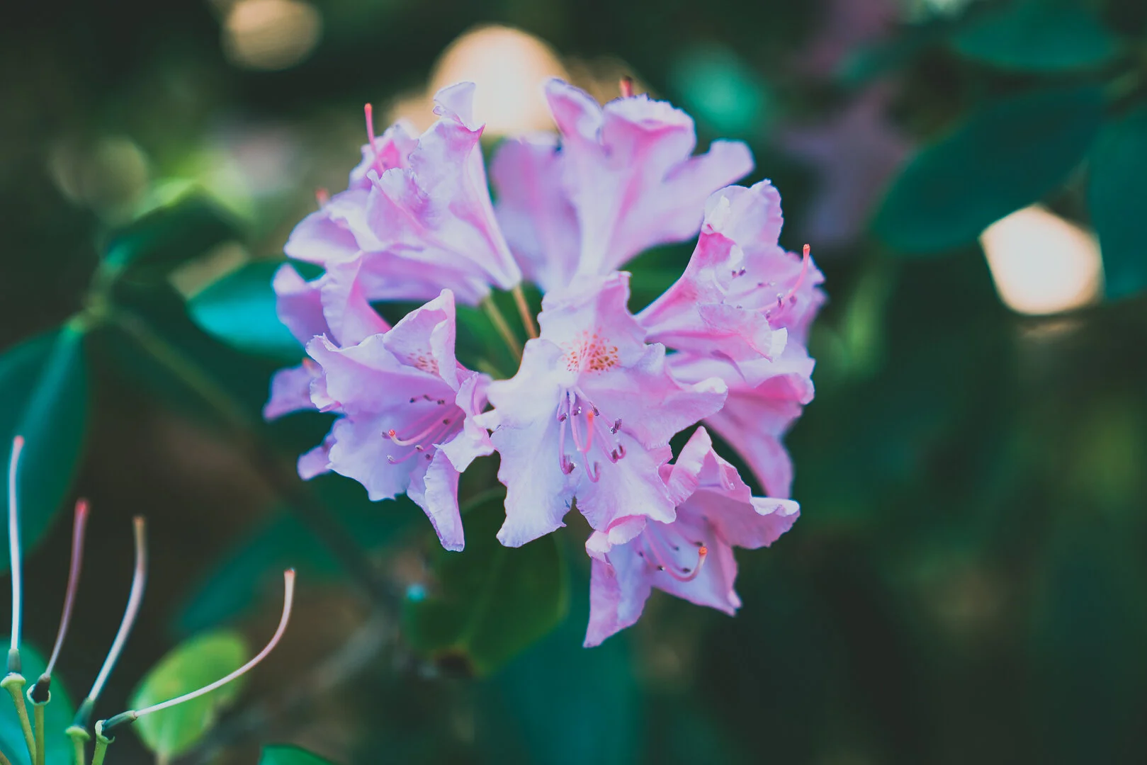 Bright Landscapes LLC