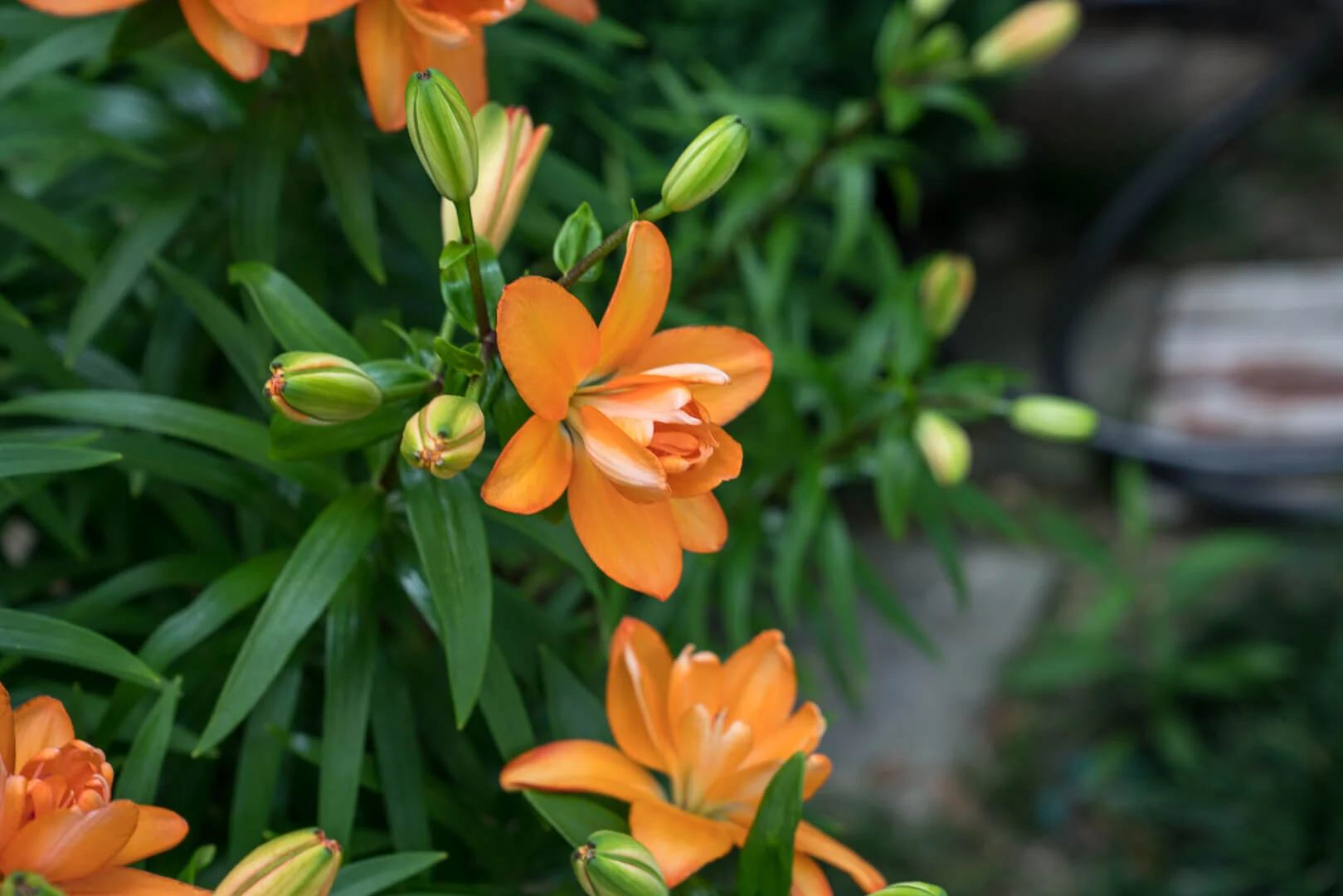 Bright Landscapes LLC